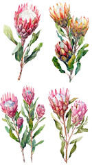 Obraz premium Watercolor Protea Flower On Transparent Background