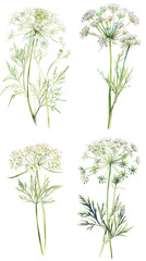 Fototapeta premium Wild carrot or Daucus carota, flowers isolated on white background. Medicinal herbal plant