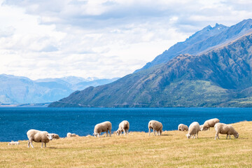 A peaceful scene of sheep grazing by the lakeside with mountains in the background. The clear blue lake and green mountains create a beautiful natural setting, ideal for rural and pastoral themes.