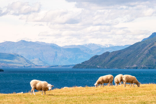 A peaceful scene of sheep grazing by the lakeside with mountains in the background. The clear blue lake and green mountains create a beautiful natural setting, ideal for rural and pastoral themes. - Powered by Adobe