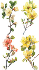 Watercolor Quince Chaenomeles flower on transparent background