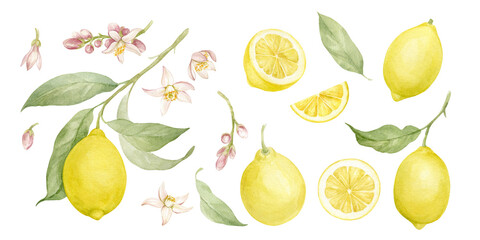 Yellow lemons on branches with leaves and flowers, cut ripe fruits and pieces of juicy lemon, fragrant lemon flowers. Large set of watercolor illustrations