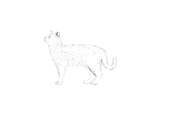 animal, dog, vector, mammal, silhouette, illustration, animals, wild, nature, pet, wildlife, black, leopard, deer, icon, symbol, panther, cat, art, rhinoceros, design, tail, christmas, farm