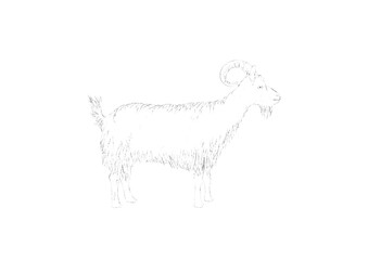 animal, horse, vector, illustration, mammal, farm, cartoon, goat, animals, deer, nature, isolated, white, drawing, silhouette, wild, cute, pet, tail, pony, art, sketch, black