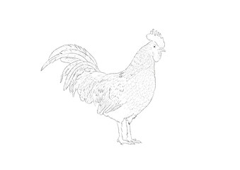 chicken, bird, hen, rooster, animal, farm, vector, isolated, poultry, white, illustration, cartoon, chick, silhouette, feather, beak, cockerel, fowl, agriculture, nature, egg, animals, livestock, art,