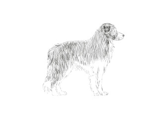 dog, animal, pet, mammal, black, white, portrait, hound, breed, afghan, canine, cute, farm, domestic, head, purebred, horse, fur, greyhound, illustration, saluki, isolated, animals, retriever, one