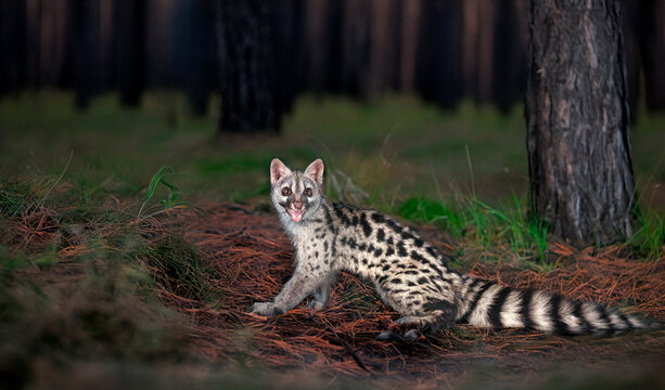 Common genet in studio