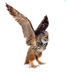 Eurasian eagle-owl in studio