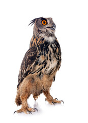 Eurasian eagle-owl in studio