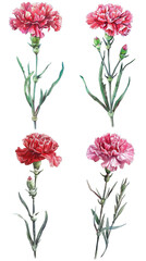 Dahlia Pinnata Flower On Transparent Background