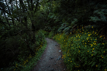 A winding forest pathway lined with vibrant yellow flowers and dense green foliage, inviting exploration and tranquility.