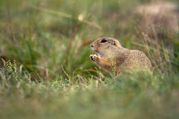 European ground squirrel (Spermophilus citellus), also known as the European souslik, a rodent sitting in the grass with food in its front paws.