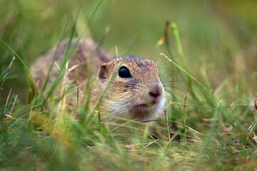 The ground squirrel (Spermophilus citellus), also known as the European souslik, a rodent sitting in the grass.