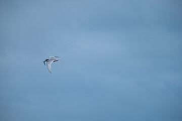A seabird soaring through the sky with a fish in its beak, showcasing the grace and agility of avian life.