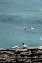 Seabirds resting on rock formations by the ocean, with the turquoise waters creating a serene background.