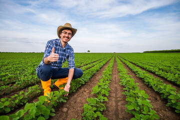 Portrait of farmer who is cultivating soybean. He is examining plants.