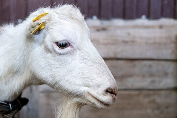 Fototapeta premium close up white goat in farm, cute animal