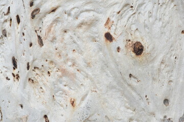 Eucalyptus tree bark texture, Bark of eucalyptus tree, seamless texture, a eucalyptus tree bark texture background image