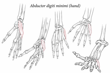 Medical illustration of the superficial muscle of the hand and is associated with the hypothenar (fifth digit) eminence. Specialized images for medicine, student learning, and sports science.