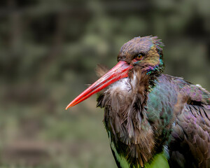 Portrait von einem Schwarzstorch