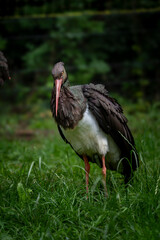 Schwarzstorch auf einer Wiese stehend