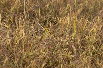 Grass flowers in the wasteland along the road