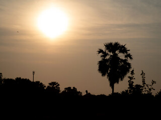 Sugar palm trees and trees in the shadows and glare of the morning sun