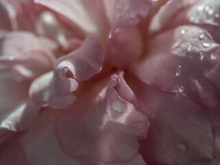 Delicate petals of rose as nature background