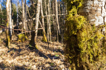 Wald mit moosbedeckten Stamm