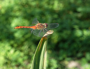 Red dragonfly sits on top of a plant
