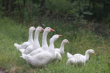 Weisse Gänse
