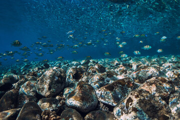 Underwater ocean with stones bottom and school of fish. Sun ray underwater in blue ocean in Bali