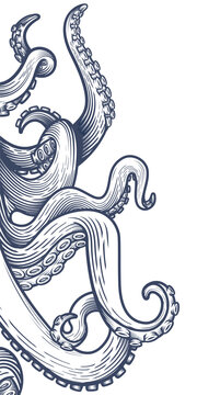 Tentacles of an octopus. Hand drawn vector illustration in engraving technique isolated on white background. 