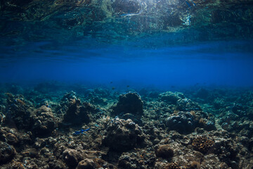 Tranquil underwater seascape with corals in tropical sea