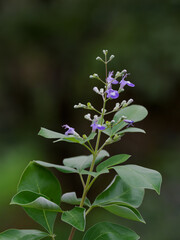 夏に紫の花を咲かせるミツバハマゴウ