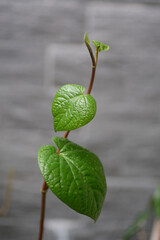 Betel leaves, a part of the pepper family species, commonly used as flavoring in chewing areca nut (betel nut chewing).