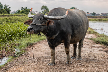 Asian water buffalo with large horns in the field. Buffalo with rope on the nose, buffalo in the farm, farming buffalo