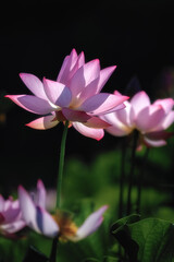 茨城県大子町　芦野倉ハスの里　満開の蓮田
