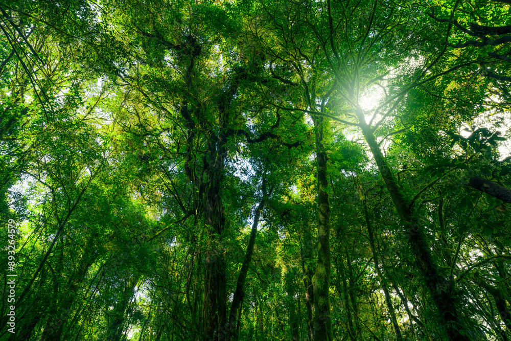 Wall mural looking up view of tree trunk to green leaves of tree in forest with sun light. fresh environment in