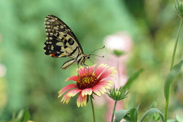 Butterfly sucks nectar and pollen from Blanket Flower. The relationship of living things in the ecosystem is Protocooperation. Butterflies get food and grass gets pollinated.