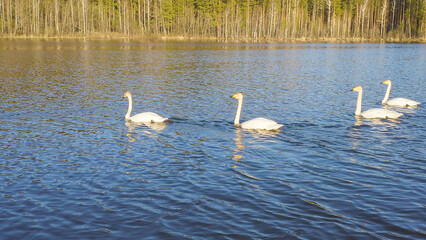 Russia, the Urals. Whooper swan on the open water of the pond. Latin name Cygnus cygnus. Spring, Aerial View