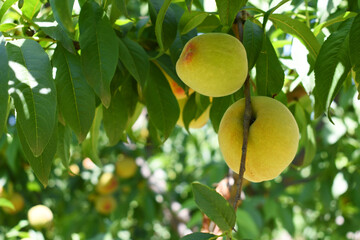 Fresh young unripe Peach fruits on a tree branch with leaves closeup, A bunch of unripe Peaches on a branch, beautiful delicious fruit peaches on the tree, peach fruits grow on a peach tree branch