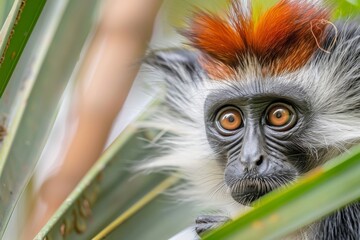 Obraz premium An endangered Zanzibar red colobus monkey, Procolobus kirkii, on Zanzibar, Tanzania.