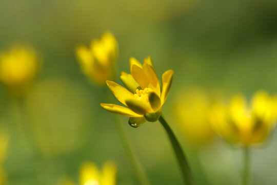 yellow flower in spring, celadine close up , Ficaria verna in the garden, Ficaria verna blooms, beautiful celadine flower, yellow petals, close-up of a lesser celadine