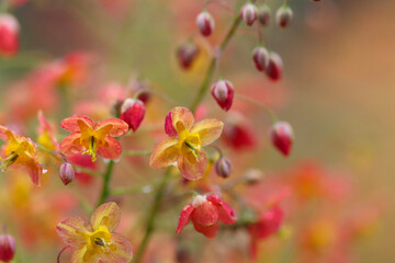 red and yellow flowers, Epimedium flower, yellow and red petals, red buds, close up colorful flowers, epimedium, barrenwort