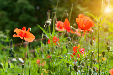 Alpine meadow filled with wildflowers.