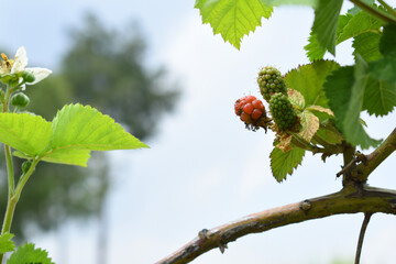Fresh Ripe Peach fruits on a tree branch with leaves closeup, A bunch of ripe Peaches on a branch,...