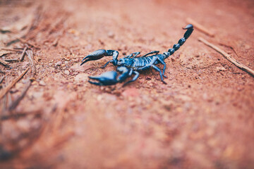 Black scorpion, claws and predator outdoor as Emperor arachnid with venom stinger, insect hunting and danger. Nocturnal, animal and pincers for caution, invertebrate and defence for prey in nature