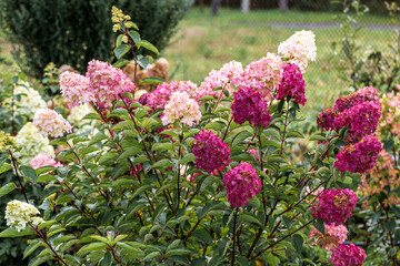 Growing hydrangea paniculata in the garden. Autumn coloring of flowers