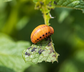Colorado potato beetle on a green potato leaf.
